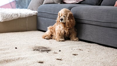 How to Keep Your Carpets Looking Like New When Life Happens.